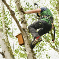 Choosing The Right Tree Service For Pruning In Polk County: What You Need To Know