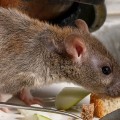 Effective Rodent Pest Removal: The Hidden Role Of Tree Pruning In Fayetteville, GA