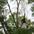 Tree Pruning Vs. Tree Trimming In Greater Austin: What’s The Difference?