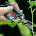Green Care On A Budget: Choosing Affordable Tree Pruning, Trimming, And Removal Services In St. Louis