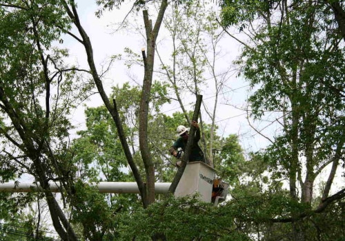 Tree Pruning Vs. Tree Trimming In Greater Austin: What’s The Difference?