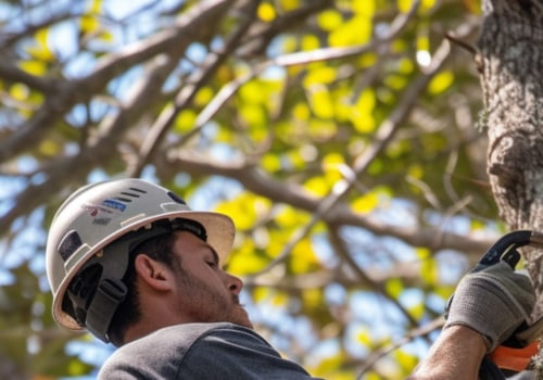 Why Tree Trimming And Pruning Are Essential For Belle Isle's Urban Forests