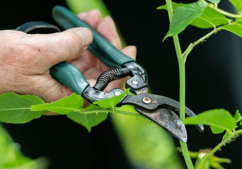 Green Care On A Budget: Choosing Affordable Tree Pruning, Trimming, And Removal Services In St. Louis